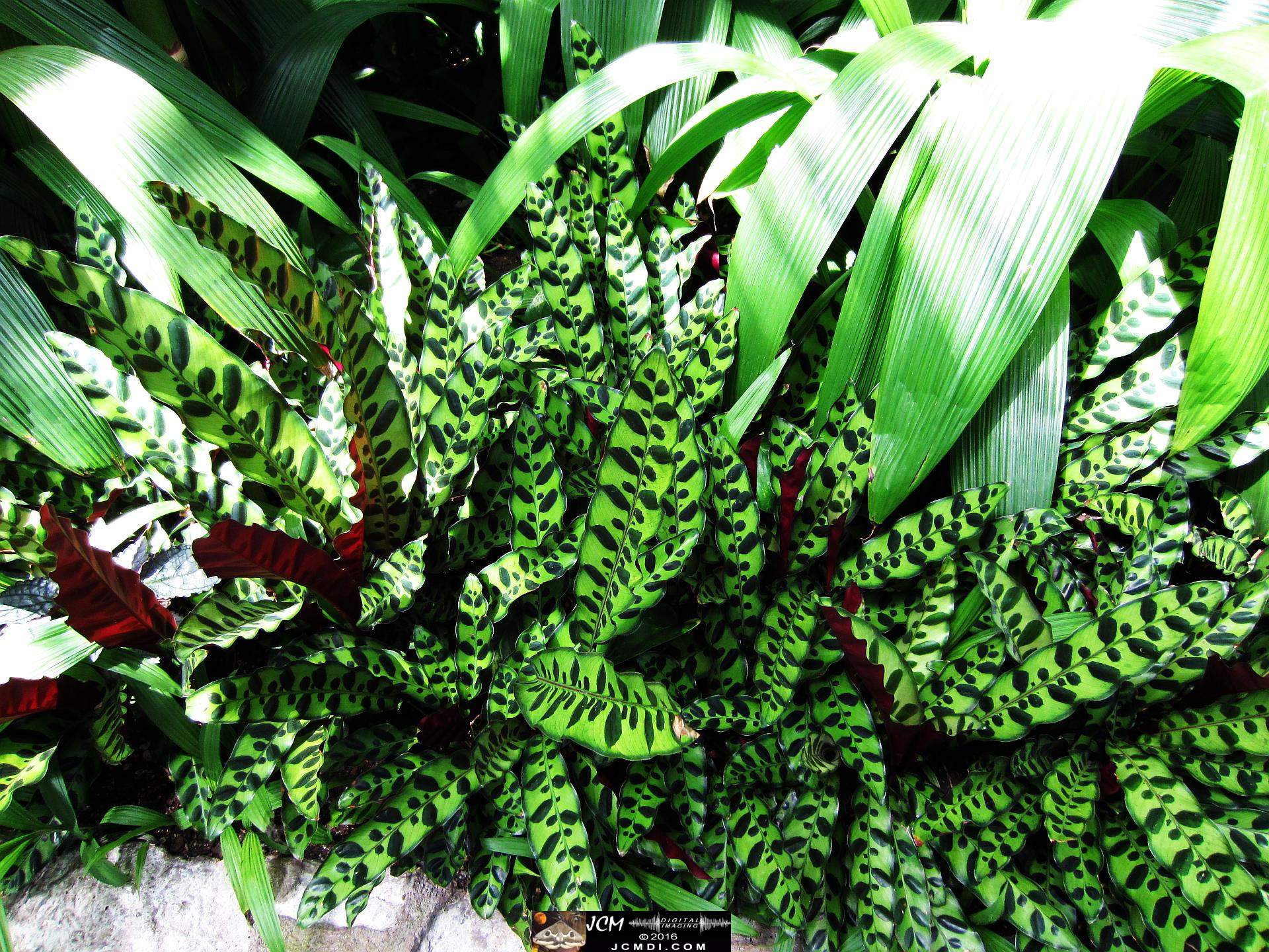 Como Zoo conservatory, MN tropical garden